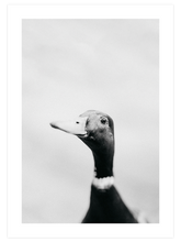 Lucky Duck - Art Print